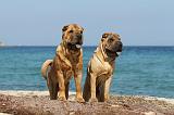 SHAR-PEI 062